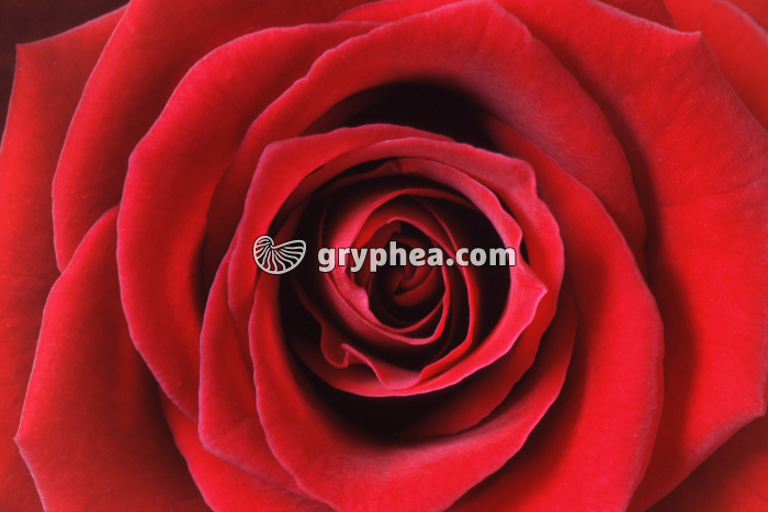 Rose rouge (Rosa sp.) hybride - détail de la fleur (pétales) - gryphea.org